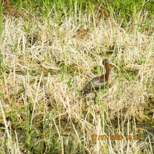 Tiganus canal Sireasa Tiganus canal Sireasa