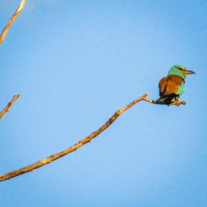 dumbraveanca canal Sireasa dumbraveanca canal Sireasa