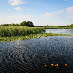 nuferi si stuf nuferi si stuf