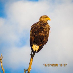 vultur codalb lacul cu cotete vultur codalb lacul cu cotete